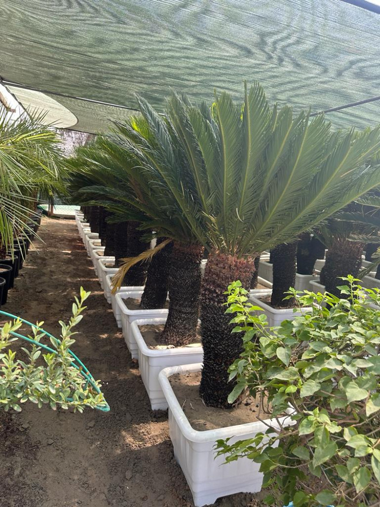 Cycas